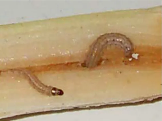 Gambar 7. Larva C. auricilius 