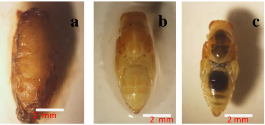 Gambar 5  Pupa parasitoid B. lasus (a, hari ke-9; b,  10; c, 11) 