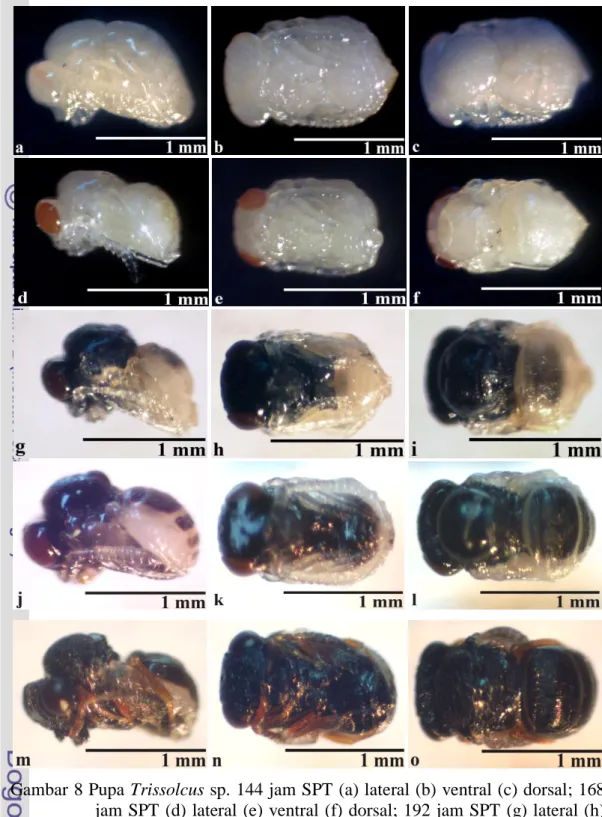 Gambar 8 Pupa Trissolcus sp. 144 jam SPT (a) lateral (b) ventral (c) dorsal; 168  jam SPT  (d) lateral (e) ventral (f) dorsal; 192 jam SPT (g) lateral (h)  ventral  (i)  dorsal;  216  jam  SPT  (j)  lateral  (k)  ventral  (l)  dorsal;  240  jam SPT (m) lat
