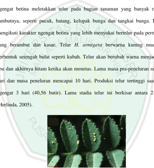 Gambar 2.1. Telur H. armigera (Venette et al., 2003) 