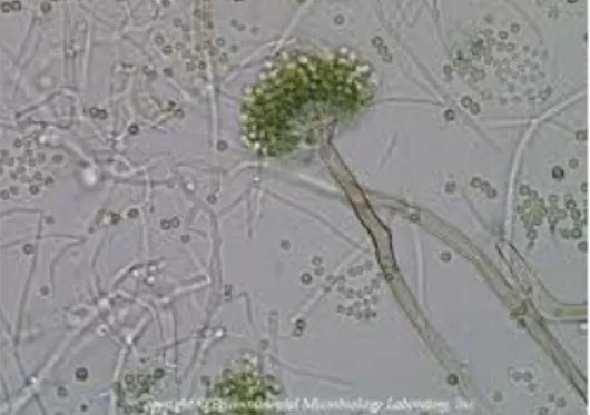 Gambar 2.1 jamur Aspergillus sp 