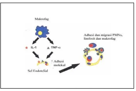 Gambar 3. TNF-α dan IL -1 sebagai mediator molekul-molekul adhesi pada sel-sel endotel dan berperan dalam proses migrasinya polimorfonuklear neutrofil (PMNs), limfosit dan makrofag ke dalam jaringan periodonsium.11 Osteoklas merupakan sel-sel multinukleat yang dibentuk dengan proses 