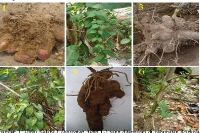 Gambar 1. Umbi Kelapa ( Dioscorea Alata L.) yang ditemukan di kecamatan Angkola 
