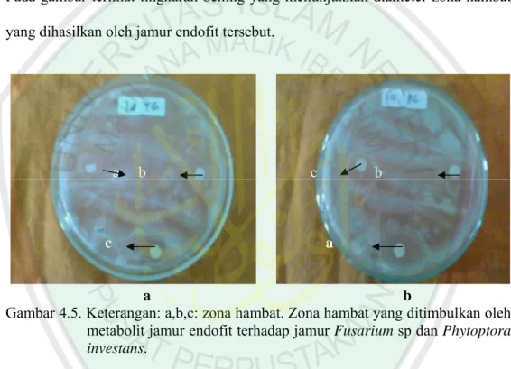 Gambar 4.5. Keterangan: a,b,c: zona hambat. Zona hambat yang ditimbulkan oleh  metabolit jamur endofit terhadap jamur Fusarium sp dan Phytoptora  investans