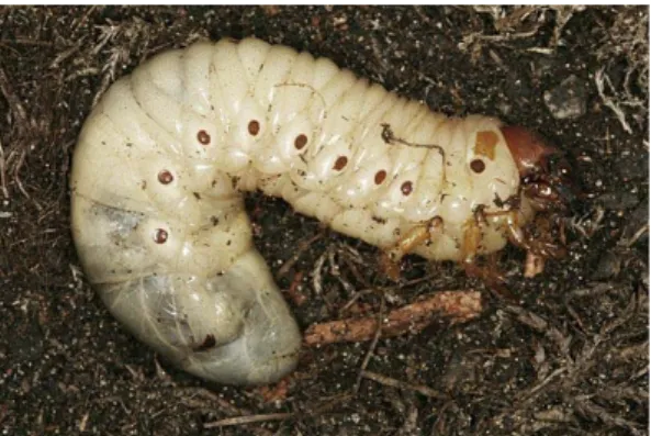 Gambar 1: Telur O.  rhinoceros L. 