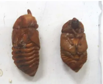 Gambar 3: Pupa O. rhinoceros L. 