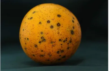 Gambar 1. Gejala busuk buah phoma pada buah jeruk. 