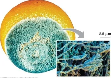 Gambar 4. Jamur Penicillium secara makroskopis dan mikroskopis. 