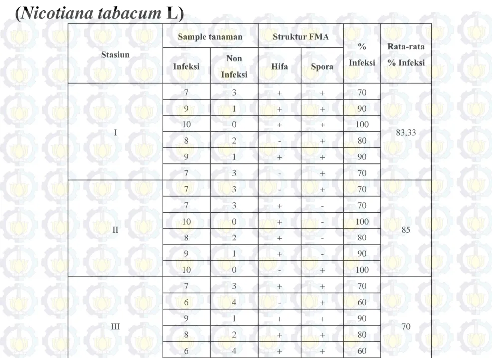 Tabel 4.3 Prosentase Infeksi Akar Pada Tanaman Tembakau  (Nicotiana tabacum L)