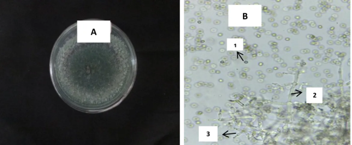 Gambar 7.  Gambar makroskopis dan mikroskopis Trichoderma sp. Koloni  berwarna hijau (a) dan morfologi Trichoderma sp