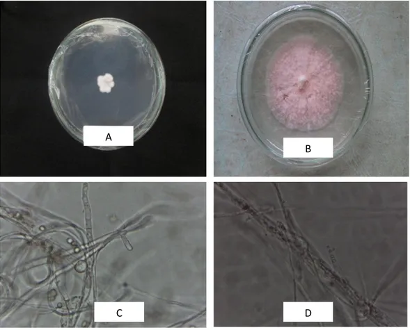 Gambar 10.  Gambar makroskopis dan mikroskopis isolat GH143B. Inkubasi 7  hari (a), inkubasi 14 hari (b), dan hifa (400 x) (c,d)