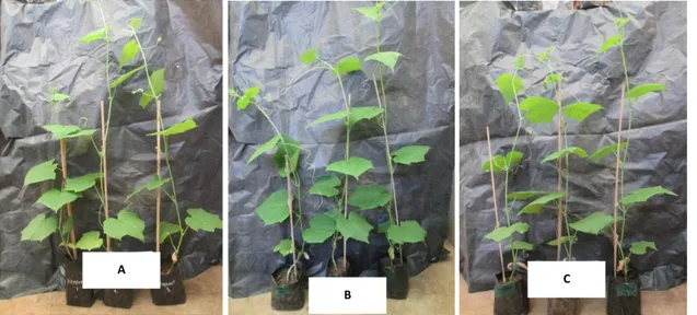 Gambar  11.    Gambar  pertumbuhan  tanaman  mentimun  pada  uji  kemampuan  sebagai PGPF.Kontrol (a), GSB5B (b), dan GH43A (c)