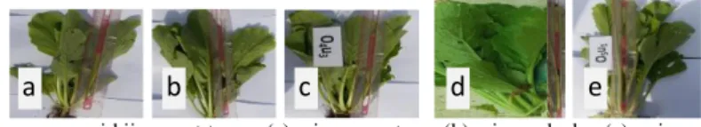 Tabel  1.  Tinggi  tanaman  sawi  hijau  dengan  pemberian  hijauan  dan  kompos                 Mucuna bracteata pada umur 3 minggu setelah tanam 