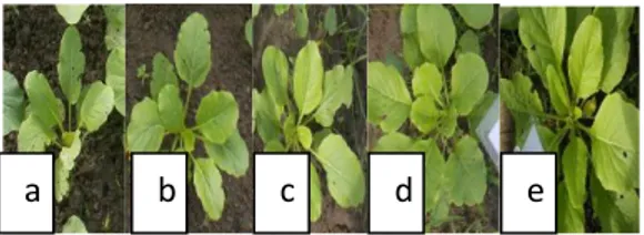 Tabel 3. Volume akar tanaman sawi hijau dengan pemberian hijauan dan kompos  Mucuna bracteata