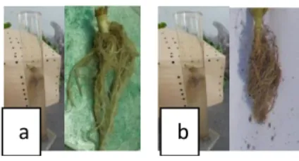 Gambar  4.  Volume  akar  sawi  hijau:  minggu  tiga  perlakuan  10  ton/ha  (a)dan  minggu    tiga    perlakuan  5 ton/ha (b)   