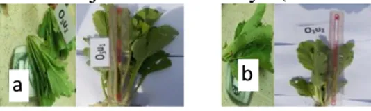 Tabel  5.  Berat  segar  tajuk  tanaman  sawi  hijau  dengan  pemberian  hijauan  dan  kompos Mucuna bracteata pada umur 22 hari setelah tanam