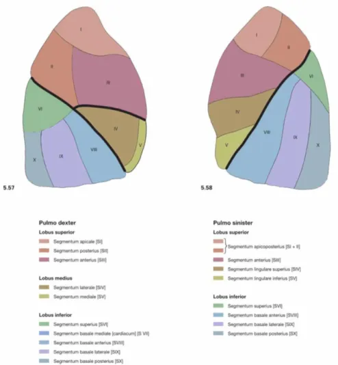 Gambar 2.1. Segmen bronkopulmonari pada paru kanan dan paru kiri                         (Paulsen and Waschke, 2011)