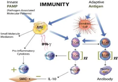Gambar 2.6. Proses aktivasi imunitas bawaan dan imunitas adaptif (Libby, 2007). 