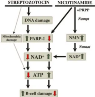 Gambar 2.8. Skematik aksi sitotoksik STZ dan aksi proteksi NA pada sel                  pankreas (Szkudelski, 2012)