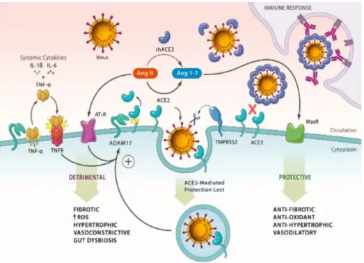 Gambar 2.9. Peran ACE2 dalam patogenesis infeksi COVID-19 dan respons               inflamasi (Batlle et al., 2010)