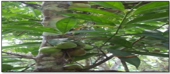 Gambar 10.   Mahkota Dewa (Phaleria macrocarpada) yang Dibudidayakan  (Mahkota Dewa (Phaleria macrocarpada)  The Cultivated ) Tumbuhan  obat  biasanya  dipungut/ 