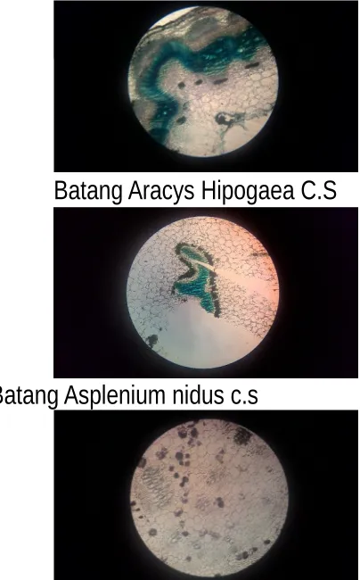 gambar objek yang jelas.5. Lakukan cara yang sama dengan objek preparat lainnya.