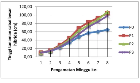 Gambar 9. Grafik Tinggi tanaman cabai besar hibrida (cm ) 