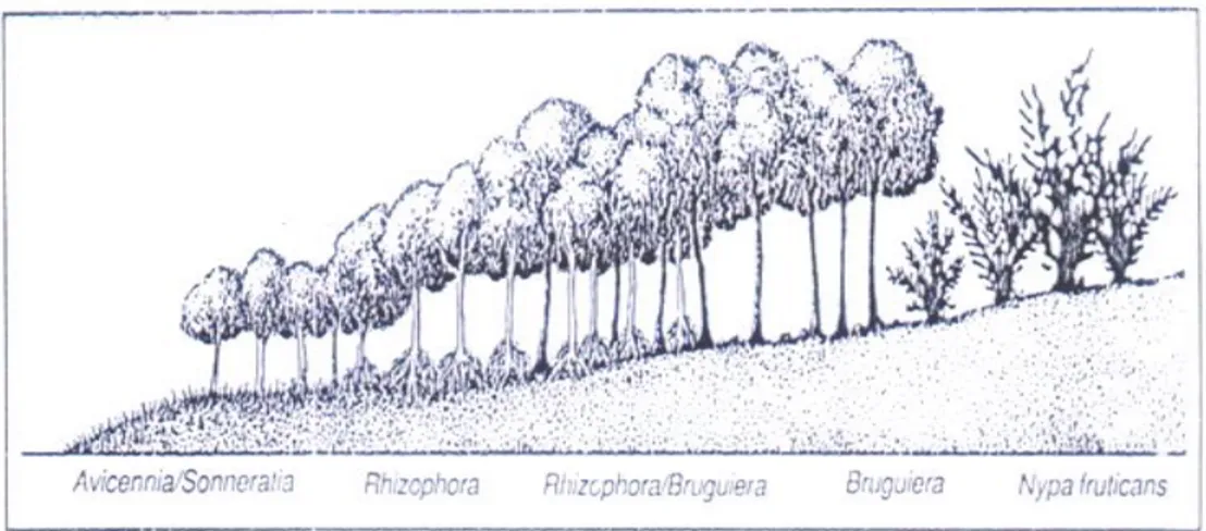 Gambar 1. Zonasi pada ekosistem mangrove (Bengen, 2004) 