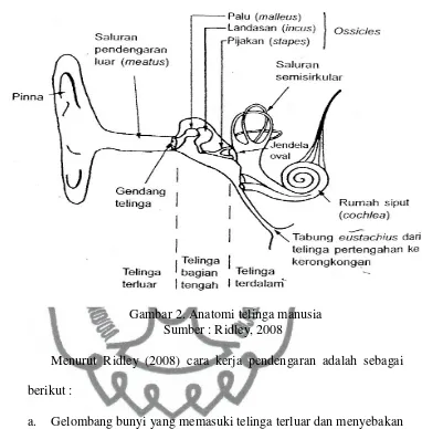 Gambar 2. Anatomi telinga manusia 