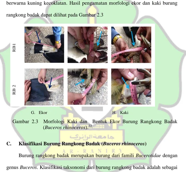 Gambar  2.3    Morfologi  Kaki  dan    Bentuk  Ekor  Burung  Rangkong  Badak  (Buceros rhinoceros)