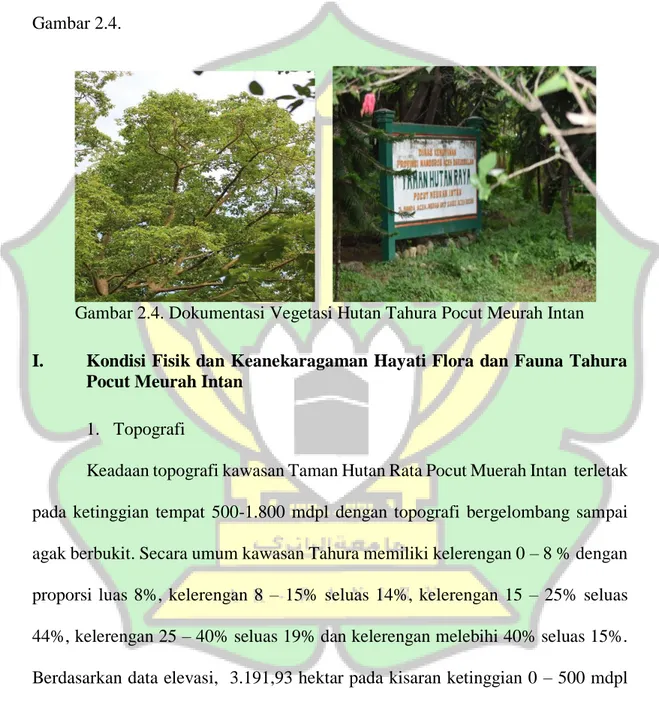 Gambar 2.4. Dokumentasi Vegetasi Hutan Tahura Pocut Meurah Intan 