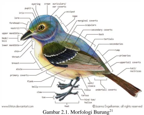 Gambar 2.1. Morfologi Burung 21