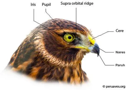 Gambar 2.2 Morfologi Kepala Burung Secara Umum 23