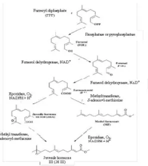 Gambar 8.Biosintesis JH III pada Serangga ( Bede, 2001)  b.  Juvenile Hormone Sebagai Kontrol Pertumbuhan 