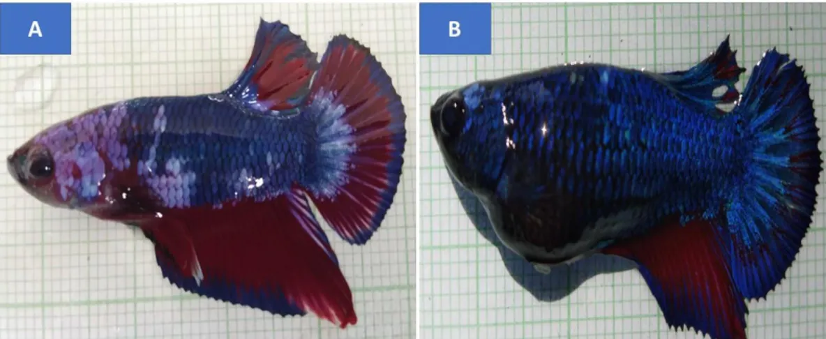 Gambar 3. Ciri Sekunder Ikan Cupang Hasil Maskulinisasi (A = Jantan, B = Betina)    Perbedaan morfologi antara ikan 