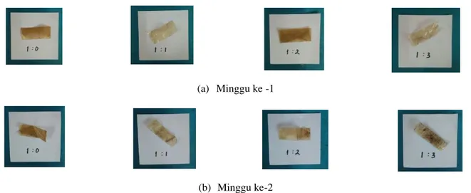 Gambar 3. Uji Biodegradasi Bioplastik minggu ke-1 dan minggu ke-4 