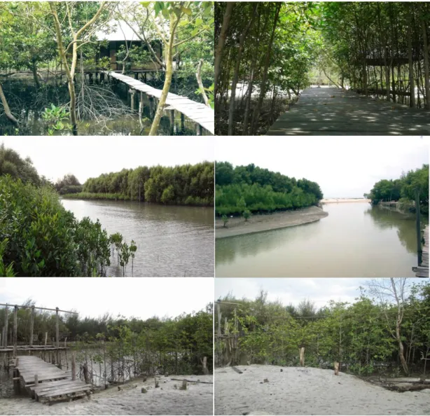 Gambar  1.  Kondisi  Kawasan  Hutan  Mangrove  di  Kecamatan  Sei  Nagalawan  Kabupaten Serdang Bedagai 