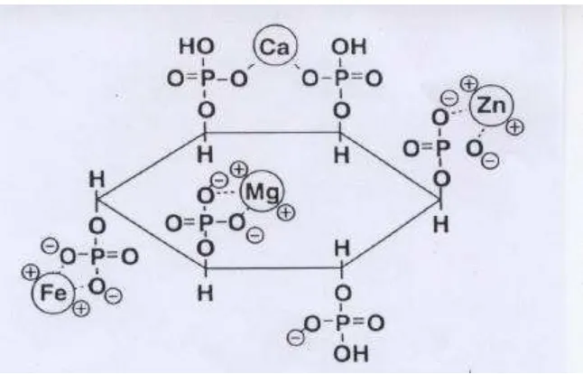 Gambar 4.  Struktur asam fitat ( Coelho 1999) 