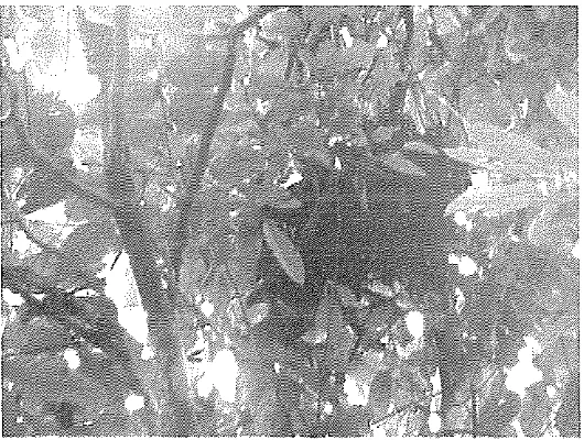 Gambar 4a. Sarang Orangutan di Mentoko-TN Kutai dibangun pada - 