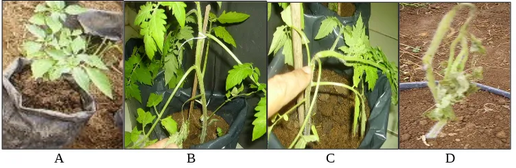 Gambar 2. Respon resistensi genotipe tomat terhadap C. michiganensis.  A.  respon tahan, B