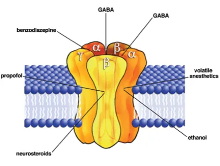 Gambar 2. Reseptor GABA  
