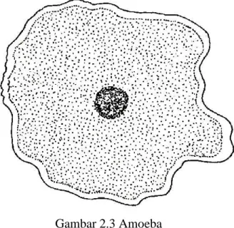 Gambar 2.3 Amoeba 