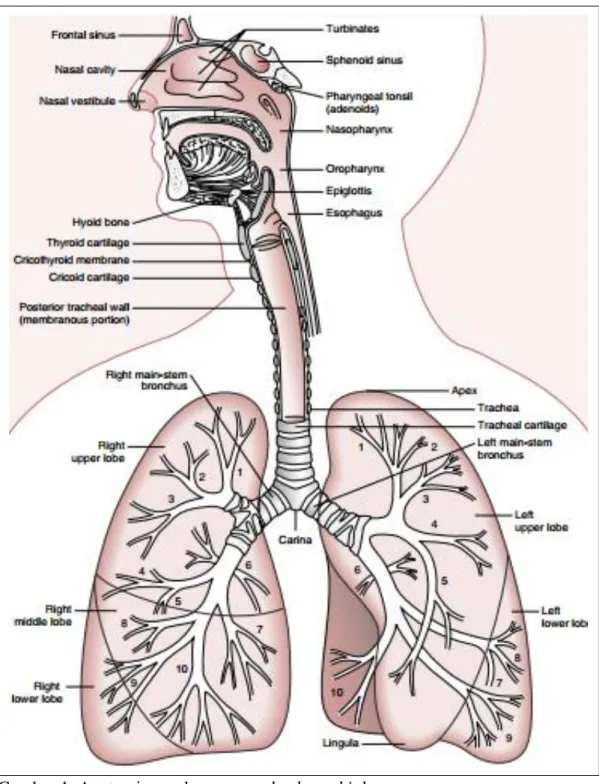 Gambar 1. Anatomi percabangan tracheobronchial. 