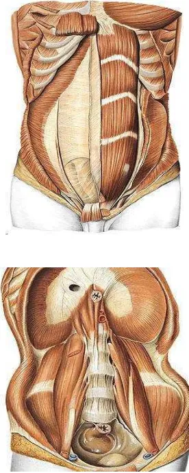Gambar 2.2 Otot-otot abdominalis 