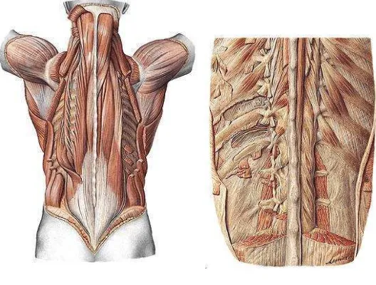 Gambar 2.3 Otot-otot paravertebral  (Putz  dan Pabst , 2006) 