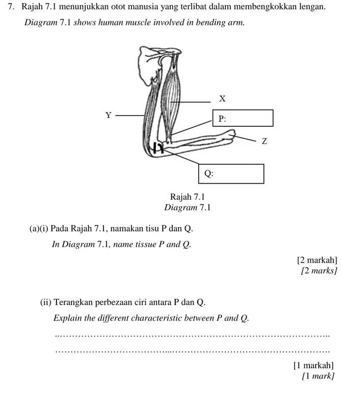 Diagram 7.1 shows human muscle involved in bending arm. 