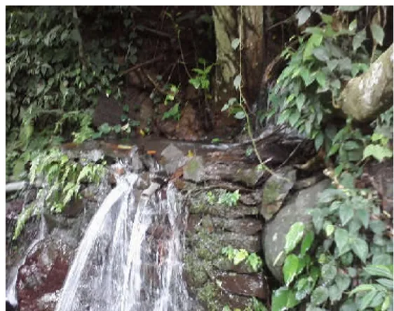 Gambar 1.  Kondisi salah satu mata air di  Desa Sapit (mata air Rinayang).  (Sumber: Dokumen peneliti, 2017)  