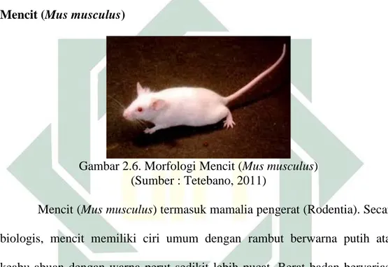 Gambar 2.6. Morfologi Mencit (Mus musculus)  (Sumber : Tetebano, 2011) 