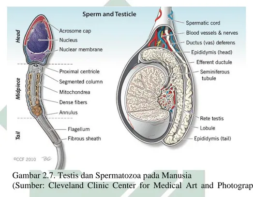 Gambar 2.7. Testis dan Spermatozoa pada Manusia 