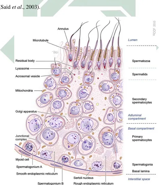 Gambar 2.8. Skema Epitellium Germinal di Tubulus Seminiferus  (Sumber:  Cleveland  Clinic  Center  for  Medical  Art  and  Photography, 2010) 